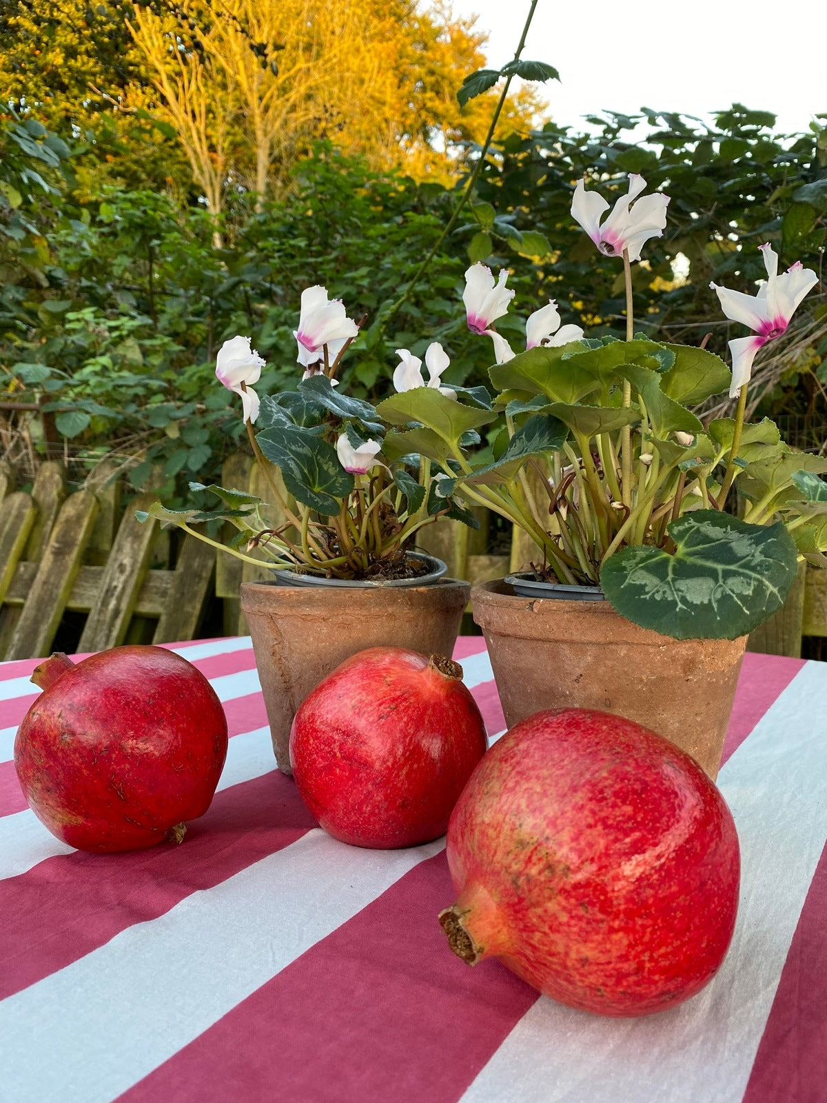 Coral Stripe Tablecloth