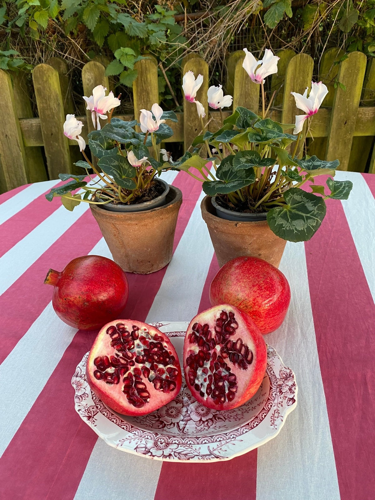 Coral Stripe Tablecloth