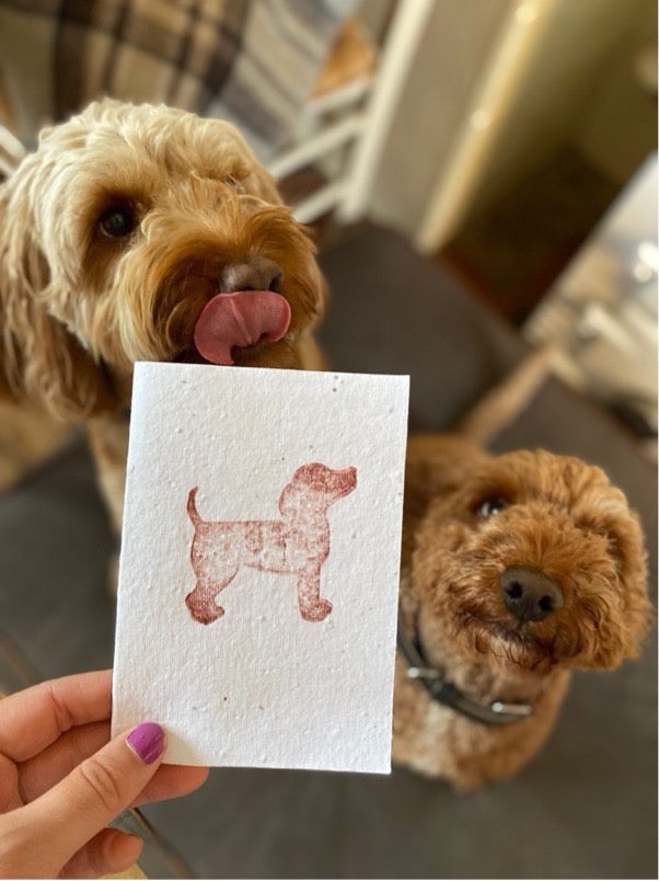 Dog - Cockapoo