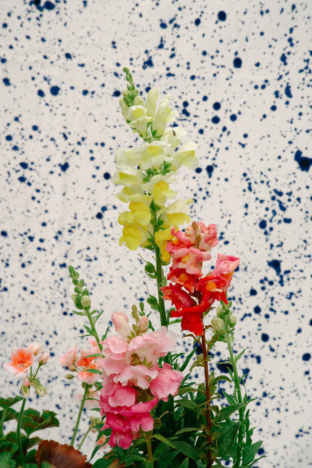 Blue Splatter Tablecloth
