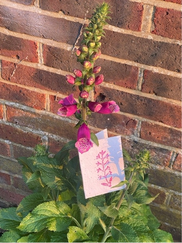 Foxglove