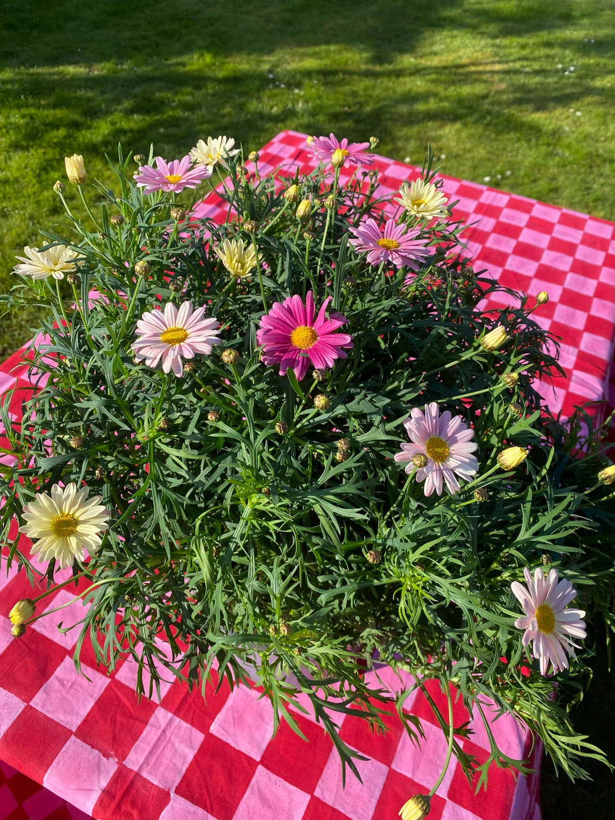 SECONDS Indian Block Print Tablecloth - Pink/Red Checkerboard