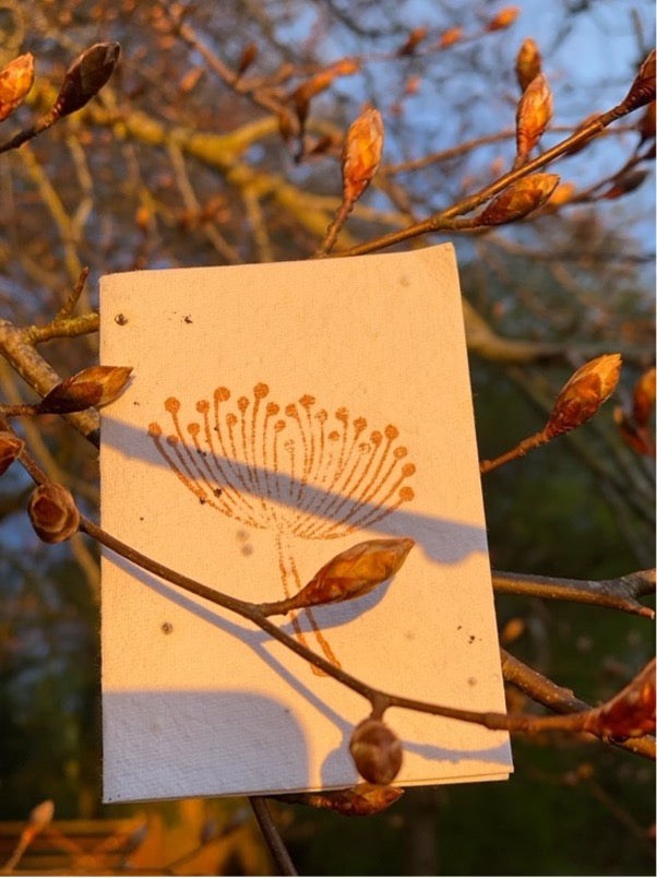 Seed Head