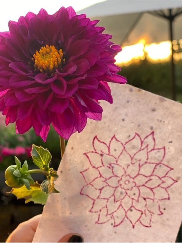 Dahlia