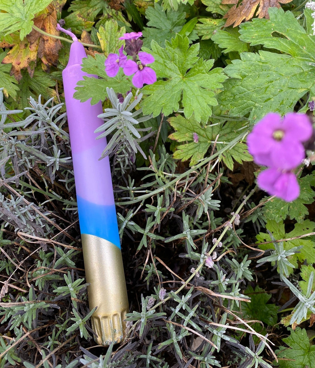 Purple, Blue and Gold Hydrangea
