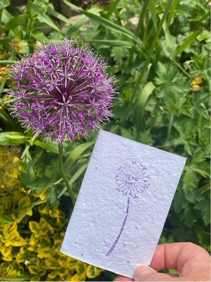 Alium