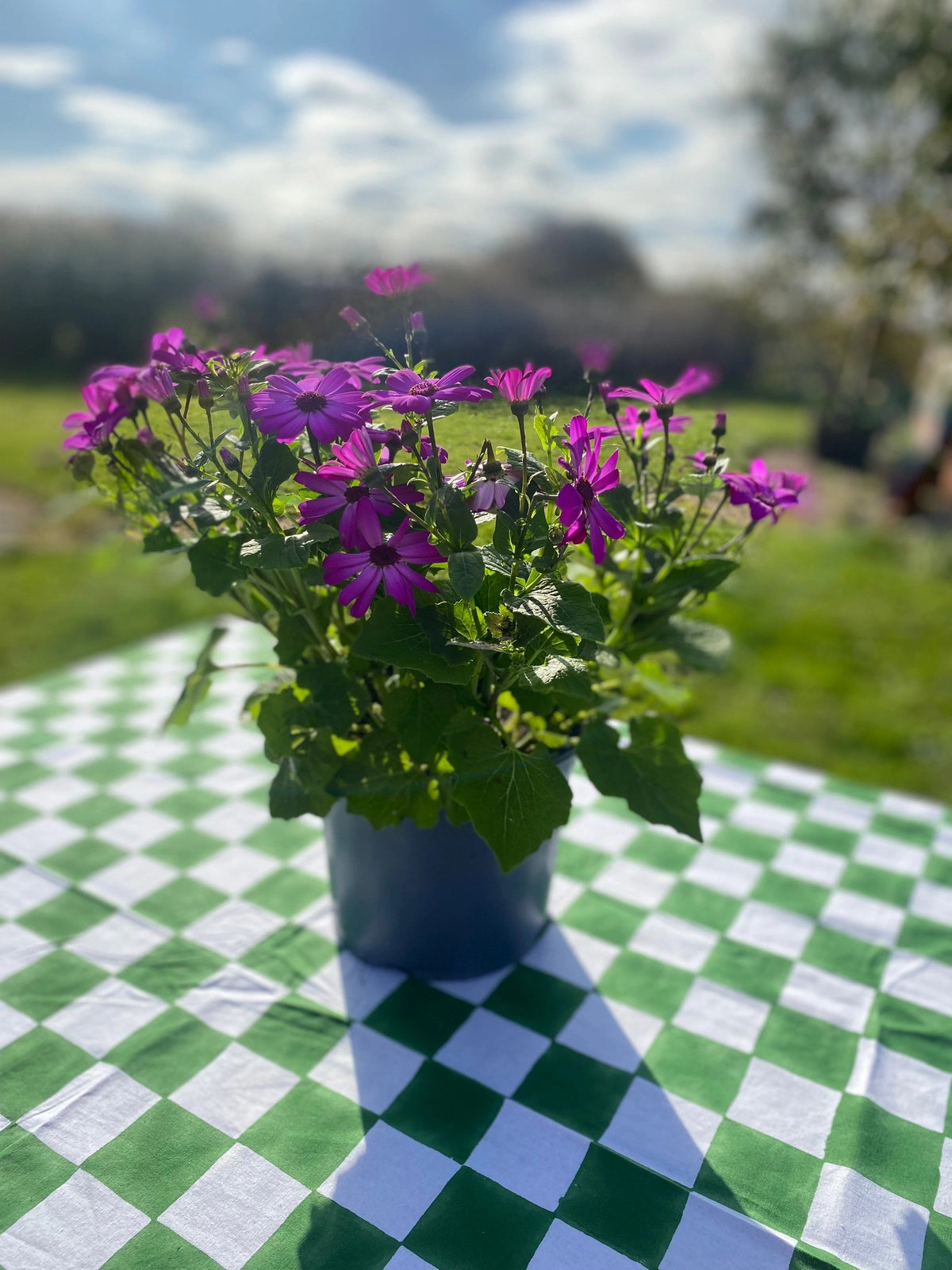 Green and White Checkerboard Tablecloth