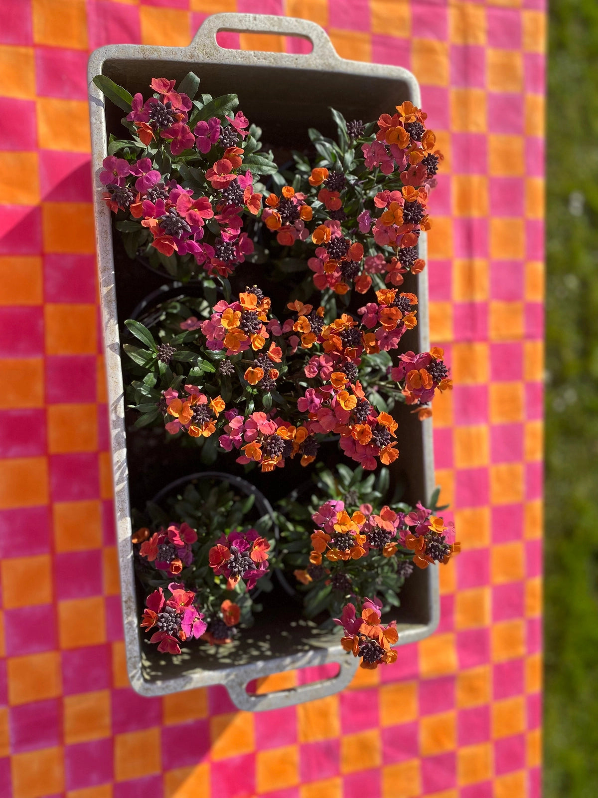 Pink and Yolk Checkerboard Tablecloth